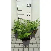 GRDplanten 6 plantas de *Dryopteris wallichiana* (helecho del Himalaya), en maceta de 9 x 9 cm