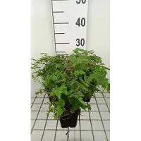 GRDplanten 6 plantas de *Dryopteris 'Plumosum'* (helecho pluma), maceta de 9 x 9 cm