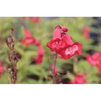 GRDplanten 6 x Penstemon híbrido 'Rubicunda' - Bartfaden - Maceta de 9 x 9 cm