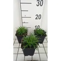 GRDplanten 6 x *Lychnis alpina* 'Rosea' - Clavellina alpina - Maceta de 9 x 9 cm