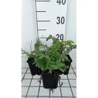 GRDplanten 6 x *Sanguisorba tenuifolia* 'Alba' - Pimpinela - Maceta de 9 x 9 cm