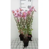GRDplanten 6 unidades de crisantemo (rubor) 'Clara Curtis' - Crisantemo - Maceta de 9 x 9 cm