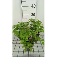 GRDplanten 6 plantas de Osmunda reg. 'Purpurascens' (helecho real), en maceta de 9 x 9 cm