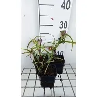 GRDplanten 6 plantas de *Tradescantia* (a) 'Rubra' - *Tradescantia* - Maceta de 9 x 9 cm
