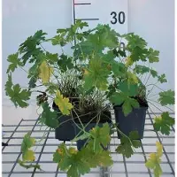 GRDplanten 6 x Geranio versicolor (Storchenschnabel) - Maceta de 9 x 9 cm