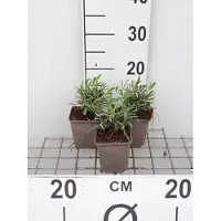 GRDplanten 6 plantas de *Lavandula intermedia* 'Alba' (lavanda), en maceta de 9 x 9 cm