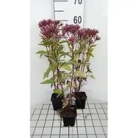 GRDplanten 6 x *Eupatorium maculatum* 'Purple Bush' - Eupatorio maculado 'Purple Bush' - Maceta de 9 x 9 cm