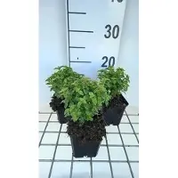 GRDplanten 6 plantas de *Fuchsia hybrida* 'Tom Thumb' (fucsia), en maceta de 9 x 9 cm