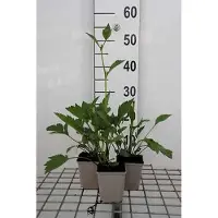 GRDplanten 6 x *Rudbeckia nitida* 'Herbstsonne' - *Rudbeckia* (también conocida como "girasol de otoño") - Maceta de 9 x 9 cm