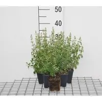 GRDplanten 6 plantas de *Calamintha nep.* 'Nepeta' (también conocida como "Bergminze"), en maceta de 9 x 9 cm