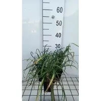 GRDplanten 6 x *Liriope spicata* (Lilientraube) - Maceta de 9 x 9 cm