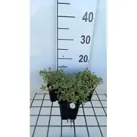 GRDplanten 6 plantas de *Silene mar.* 'Weisskehlchen' - Género *Silene* - Maceta de 9 x 9 cm