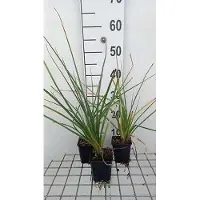 GRDplanten 6 plantas de *Kniphofia uvaria* 'Grandiflora' (también conocida como "Fackellilie"), en maceta de 9 x 9 cm