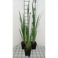 GRDplanten 6 x *Iris sibirica* 'Perry's Blue' - Lirio espada - Maceta de 9 x 9 cm