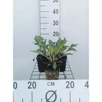 GRDplanten 6 x Echinacea purpurea 'J.s.roho' - Equinácea púrpura - Maceta de 9 x 9 cm