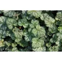 GRDplanten 6 x Heuchera híbrida 'Mint Frost' - Heuchera ornamental - Maceta de 9 x 9 cm