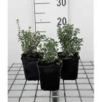 GRDplanten 6 x *Teucrium lucidrys* (Gamander) - Maceta de 9 x 9 cm
