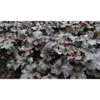 GRDplanten 6 x Heuchera híbrida 'Black Pearl' - Heuchera púrpura - Maceta de 9 x 9 cm