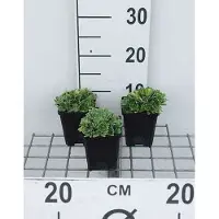 GRDplanten 6 x *Saxifraga cotyledon* 'Southside Seedling' - Saxifraga - Maceta de 9 x 9 cm