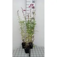 GRDplanten 6 x *Penstemon hybr.* 'Schoenholzeri' (Firebird/ruby') - Semillas - Maceta de 9 x 9 cm