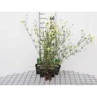 GRDplanten 6 plantas de *Coreopsis verticillata* 'Moonbeam' (también conocida como "Mädchenauge"), en maceta de 9 x 9 cm