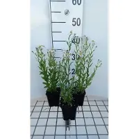GRDplanten 6 plantas de *Kalimeris mongolica* 'Mon Jardin' (también conocida como Schönaster), en macetas de 9 x 9 cm