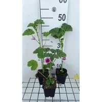 GRDplanten 6 x *Malva sylvestris* 'Zebrina' - Malva - Maceta de 9 x 9 cm