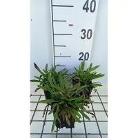 GRDplanten 6 x *Erigeron hybr.* 'Dunkelste Aller' - Feinstrahl - Maceta de 9 x 9 cm