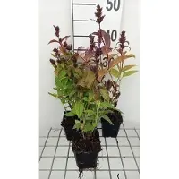 GRDplanten 6 plantas de *Nepeta subs.* 'Laufen' (hierba gatera), en maceta de 9 x 9 cm