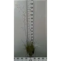 GRDplanten 6 plantas de *Deschampsia cespitosa* (hierba de césped), en maceta de 9 x 9 cm