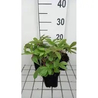 GRDplanten 6 plantas de Rodgersia henrici (también conocida como Schaublatt), en macetas de 9 x 9 cm