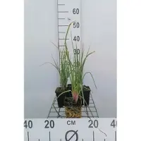 GRDplanten 6 x *Kniphofia hybr.* 'Royal Castle' - Lirio antorcha - Maceta de 9 x 9 cm