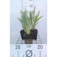 GRDplanten 6 plantas de *Echinacea pallida* (equinácea pálida), también conocida como "Sombrero de sol", en macetas de 9 x 9 cm