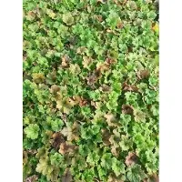 GRDplanten 6 x *Tellima grandis*. 'Forest Frost' - Raíz de falsas belladona - Maceta de 9 x 9 cm