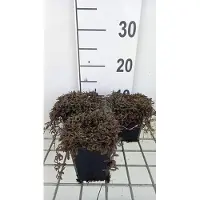 GRDplanten 6 x *Leptinella squalida* 'Platt's Black' - Cobertura densa - Maceta de 9 x 9 cm
