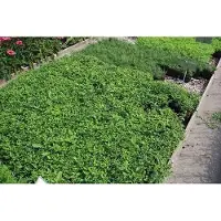 GRDplanten 6 unidades de Aster variedad 'Tradescant' - Aster - Maceta de 9 x 9 cm