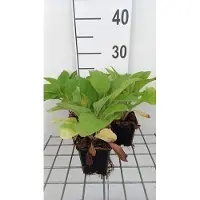 GRDplanten 6 x Digitalis hybrida 'Pam's Choice' - Fingerhut - Maceta de 9 x 9 cm