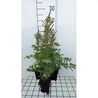 GRDplanten 6 plantas de Astilbe (a) 'Amethyst' - Astilbe ornamental - en maceta de 9 x 9 cm
