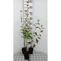 GRDplanten 6 x *Rudbeckia subt. 'Henry Eilers' - Rudbeckia (también conocida como "Sombrero de Sol") - Maceta de 9 x 9 cm