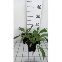 GRDplanten 6 x *Leucanthemum* (m) 'Wirral Supreme' - Margarita - Maceta de 9 x 9 cm