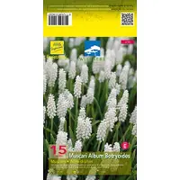 GRDplanten 6 x *Muscari botryoides* 'Album' - Muscari - Maceta de 9 x 9 cm