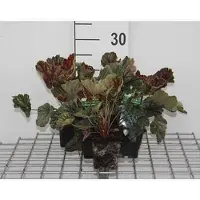 GRDplanten 6 x Heuchera híbrida 'Beauty Colour' - Heuchera de color púrpura - Maceta de 9 x 9 cm