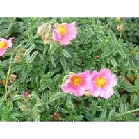 GRDplanten 6 x Helianthemum híbrido 'Lawrenson's Pink' - Heliantemo - Maceta de 9 x 9 cm