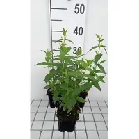 GRDplanten 6 plantas de *Pycnanthemum muticum* (Pycnanthemum), en maceta de 9 x 9 cm