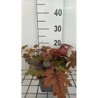 GRDplanten 6 x Heucherella híbrida 'Sweet Tea' - Heucherella híbrida - Maceta de 9 x 9 cm