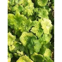 GRDplanten 6 x *Podophyllum hybr.* 'Spotty Dotty' - *Podophyllum* - Maceta de 9 x 9 cm