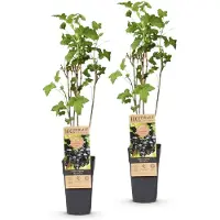 Green Boutiq - Planta de frutos - Ribes nigrum Ben Nevis - Planta de bayas - Resistente al invierno - Grosella negra - 2 plantas - Maceta de 15 cm - Altura 50 cm