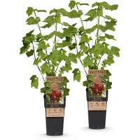 Green Boutiq - Planta de frutos - Grosella roja Jonkheer van Tets - Planta de bayas - Resistente a las heladas - Grosella roja - 2 plantas - Maceta de 15 cm - Altura 50 cm
