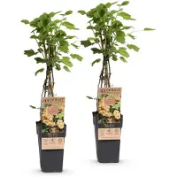 Green Boutiq - Planta de frutos - Grosella roja "Witte Parel" - Planta de bayas - Resistente al invierno - Bayas blancas - 2 plantas - Maceta de 15 cm - Altura 50 cm