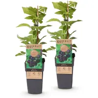 Green Boutiq - Planta de frutos - Rubus occ. Black Jewel - Planta de zarzamora - Resistente al frío - Zarzamora negra - 2 plantas - Maceta de 15 cm - Altura 50 cm